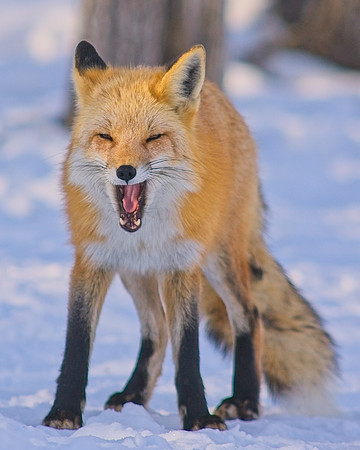 Red Fox-7834
