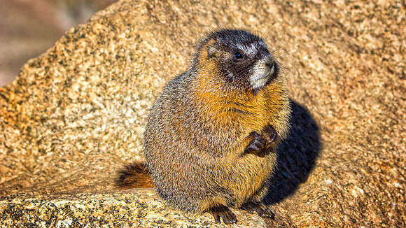Baby Marmot-9522-