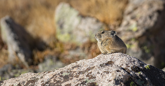 Pika-05634
