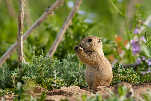 Prarie Dog-9858