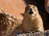 Pikas