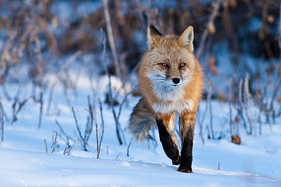 Red Fox-00256