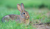 Bunny-4333