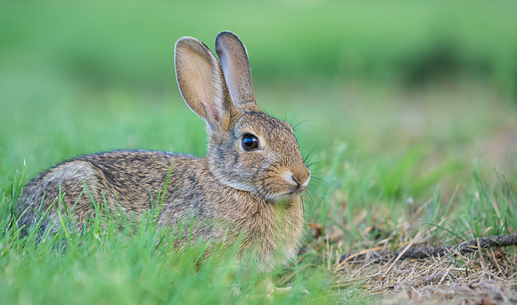 Bunny-4333