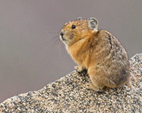 Mt Evans 8-21 (303)