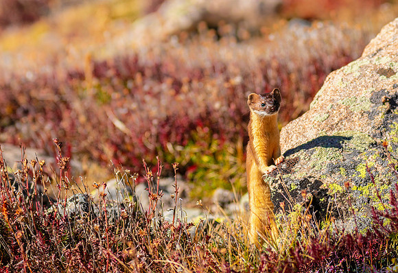 Weasel-06349-