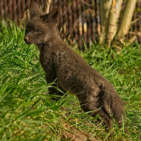 Fox Kit-7512