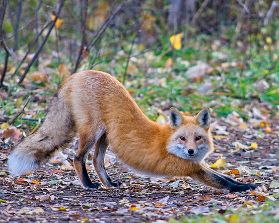 Red Fox-5224