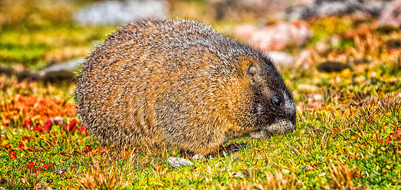 Baby Marmot-9006-