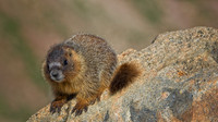 Marmot Baby-0457-1