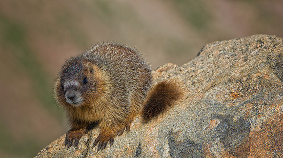Marmot Baby-0457-1