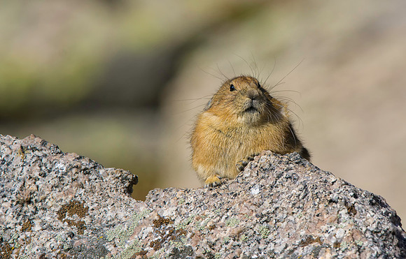 Pika-3925-2