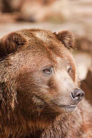 Grizzly Bear-9415.jpg