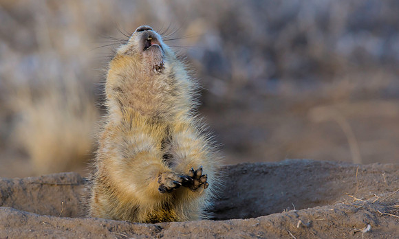 Prairie Dog Dancing-2321