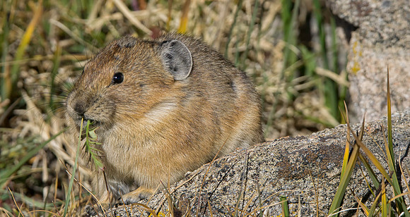 Pika Munching-4091-2