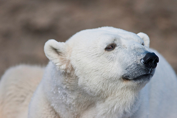 Polar Bear-9298.jpg