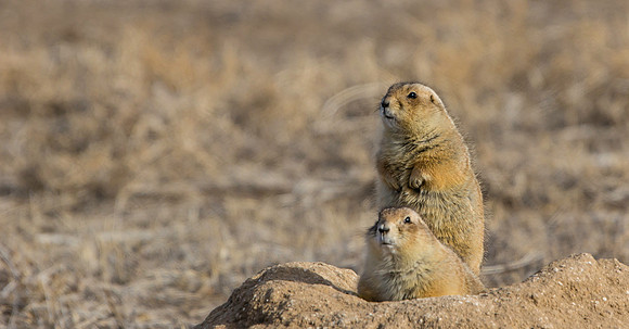 Prairie Dog-003-1754