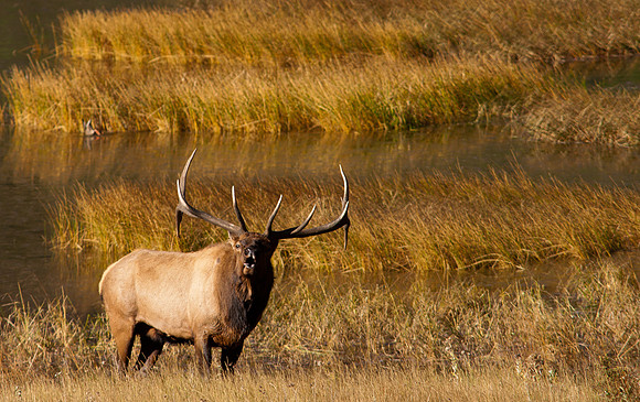 Bull-3242