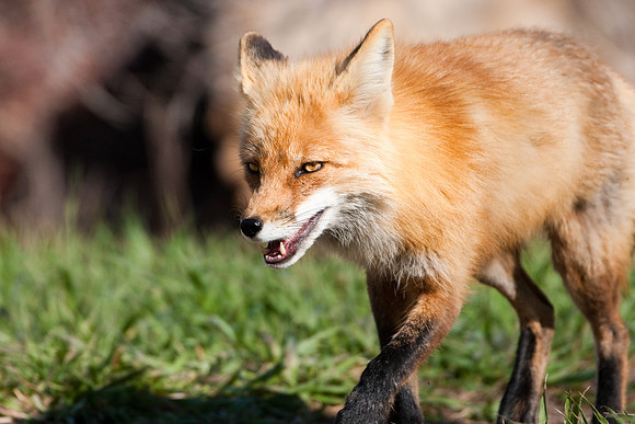 Red Fox-3239