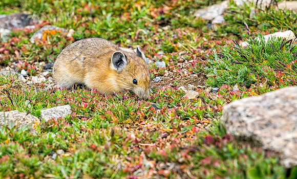 Pika-9815-1