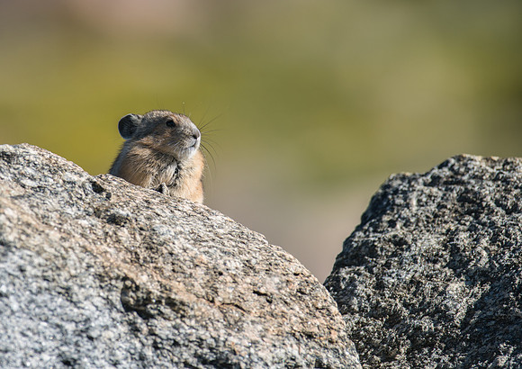 Pika-03758