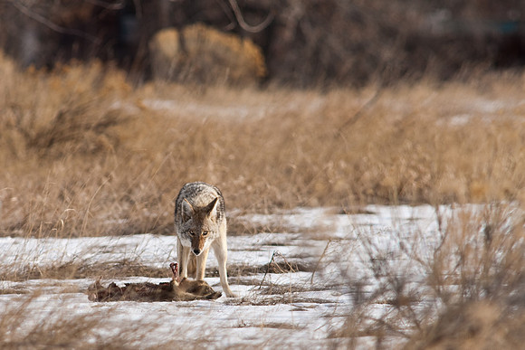 Coyote-9676.jpg