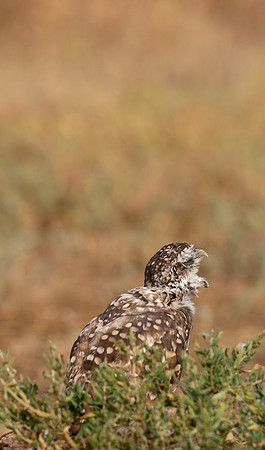 Burrowing Owl-0173