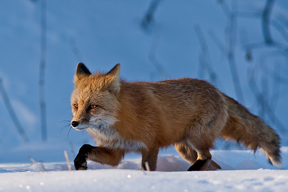 Red Fox-00170