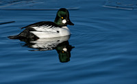 Goldeneye-08350