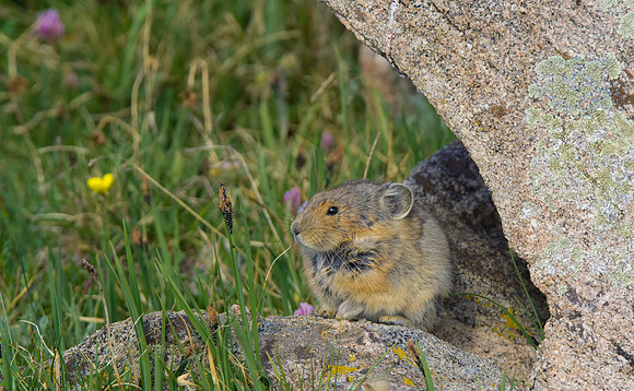 Pika-Nacho-1636-2