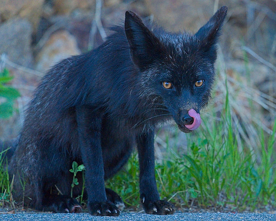 MT EVANS 7-2 (143)