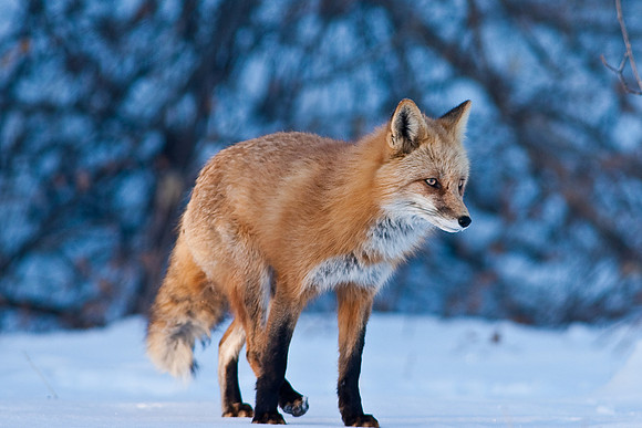 Red Fox-00141