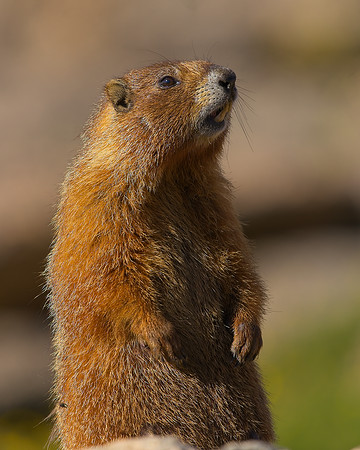 MT EVANS 7-23 (448)