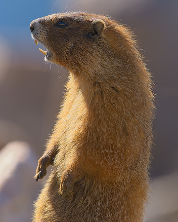 MT EVANS 7-23 (611)