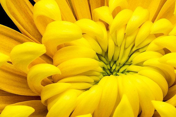 Floral Macro-06200