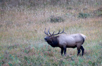 Elk