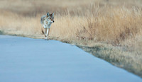 Coyote-5092