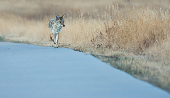 Coyote-5092