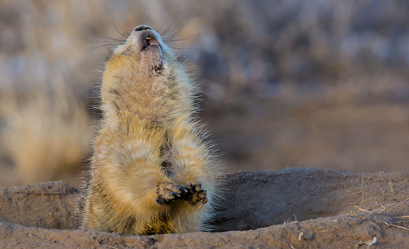 Prairie Dog Dancing-2322