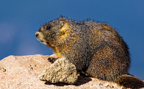 Marmot-2933-2933