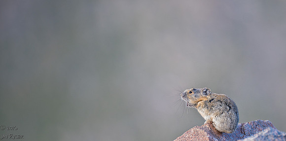 Pika Barking-2