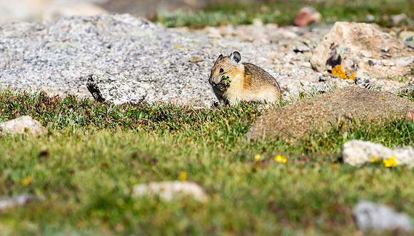 Pika-0649-1