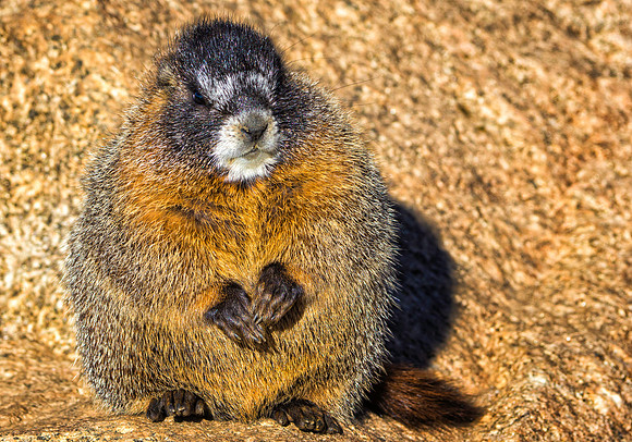 Baby Marmot-9746-