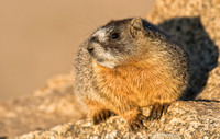 Marmot Baby-02829