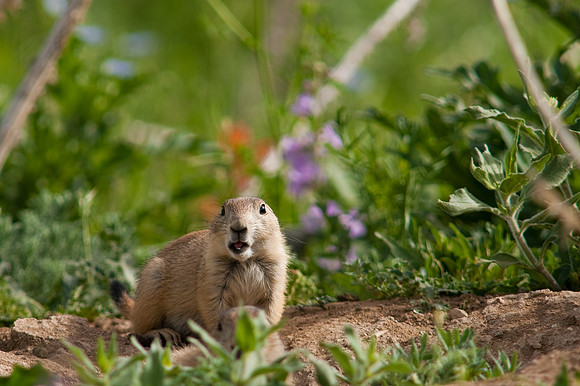 Prarie Dog-9864