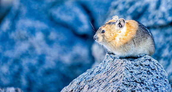 Pika-3298-1