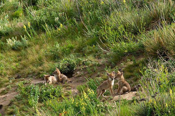 Coyote Pups-9012