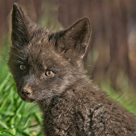 Fox Kit-7519