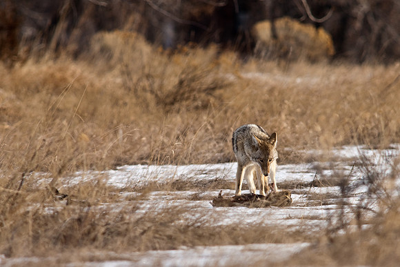 Coyote-9596.jpg