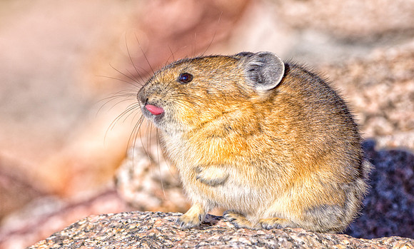 Pika-7630-